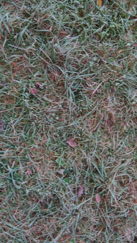 Seamless loop grass texture background with dried blades and scattered leaves 動画素材 319916652