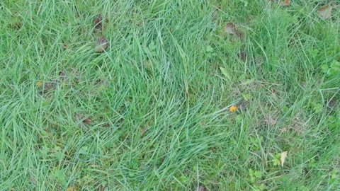 Seamless loop green grass with scattered leaves texture background 動画素材 319436514