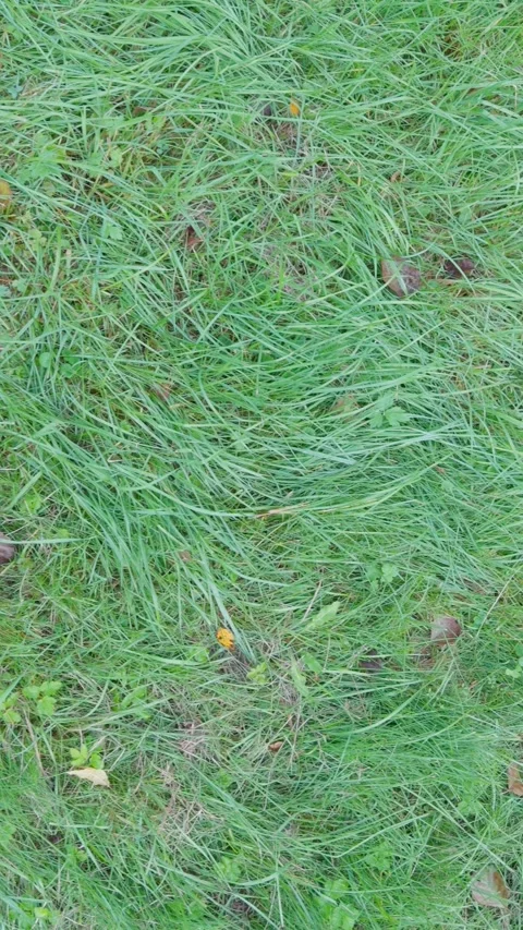 Seamless loop green grass with scattered leaves and acorns texture background 動画素材 319436517