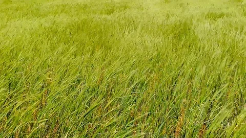 Seamless loop, Green spring wheat field waving in the wind background Stock Footage 109161779