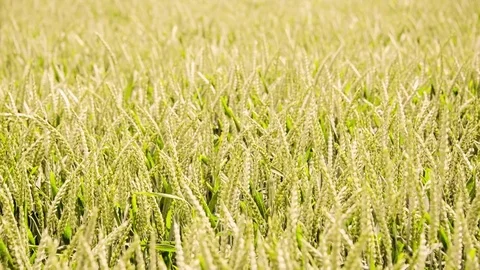 Seamless loop, Green wheat field moving in the wind, agriculture organic concept Stock Footage 76598926