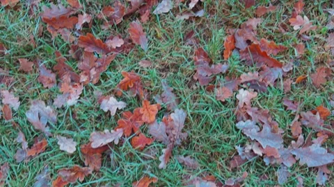 Seamless loop ground covered with fallen autumn leaves texture background i.. 動画素材 319916582