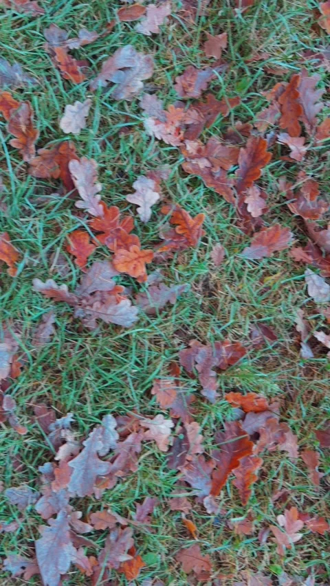 Seamless loop ground covered with fallen oak leaves texture background in s.. 動画素材 319916605