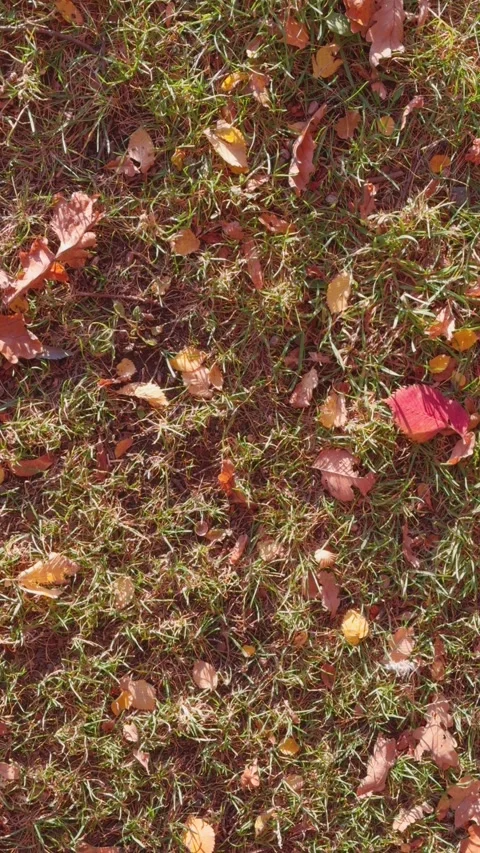 Seamless loop ground view of grass scattered with autumn leaves texture bac.. 動画素材 319916802