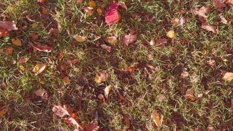 Seamless loop ground view of grass covered with autumn leaves texture backg.. 動画素材 319916812