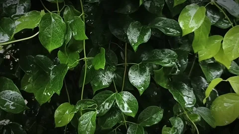 Seamless Loop: Heavy Rain Falling on Lush Green Leaves and Tropical Foliage Stock Footage 285655969