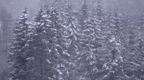 Seamless loop of heavy snow falling against trees in background Stock Footage