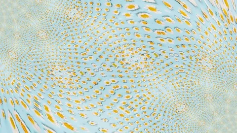 Seamless loop of  heighley detailed daisy flower abstract patterns background Video stock 102564984