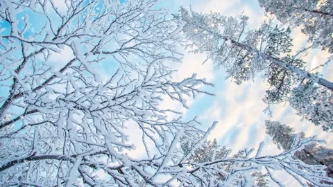 Seamless loop - Looking up at snowy branches and trees, winter background, sn Stock Footage 81655421