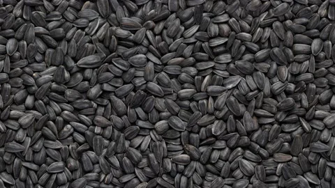 Seamless loop movement of roasted sunflower seeds Stock Footage 147393789