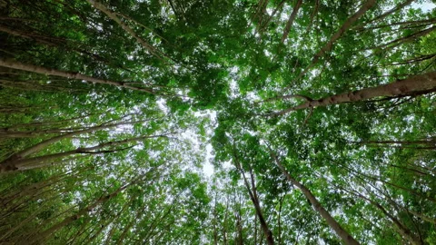 Seamless loop of moving forward under green rubber tree canopy Stock Footage 343645678