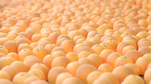 Seamless Loop of oranges. Smooth camera with bokeh. Stock Footage 239024736