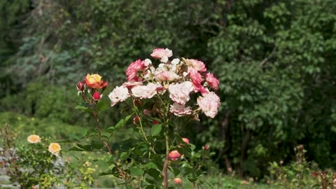 Seamless loop of pink and peach roses Stock Footage 346714144