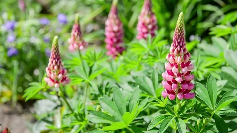 Seamless loop, pink lupin flowers close up, green garden background, video HD Stock Footage 76598894