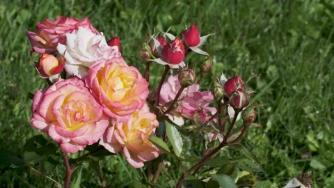 Seamless loop of pink roses and buds Stock Footage 346714145