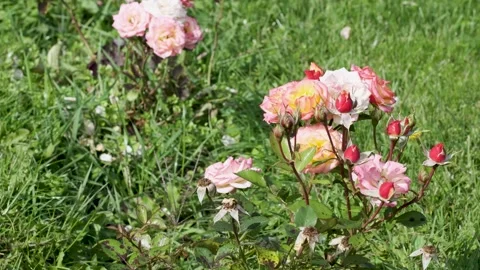 Seamless loop of pink roses in sunlight Stock Footage 346714147