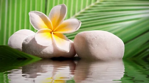 Seamless loop - Plumeria and zen white stone, water reflections Stock Footage