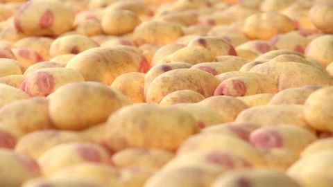 Seamless Loop of potatoes. Smooth camera with bokeh. Stock Footage 239019245