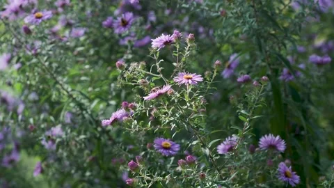 Seamless loop of purple asters in bloom Stock Footage 346714088