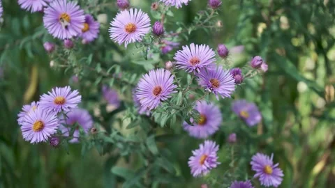 Seamless loop of purple asters swaying gently Stock Footage 346714096