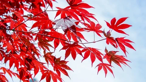 Seamless loop, red colorful autumnal maple leaves, blue sky background Stock Footage 80109321