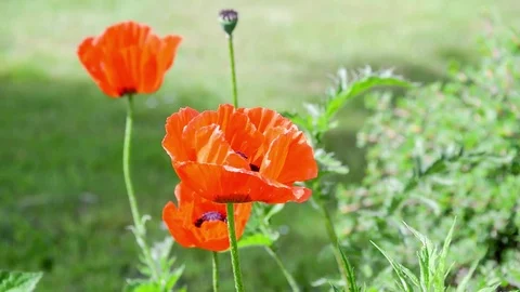 Seamless loop, Red poppies flowers close up, green nature background, video HD Stock Footage 76400083