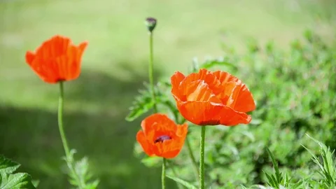 Seamless loop, Red poppies flowers close up, green nature background Stock Footage 88356746