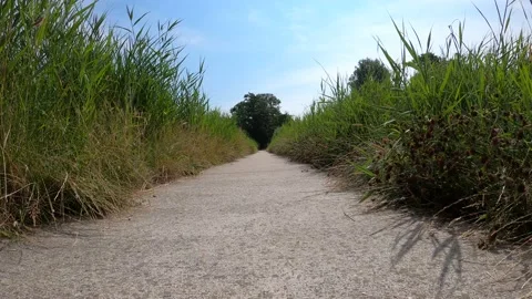 Seamless loop of reeds along a concrete path Stock Footage 157732159