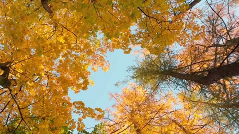 Seamless loop rotating aerial view of autumn trees with vibrant yellow and .. Stock Footage 319921410