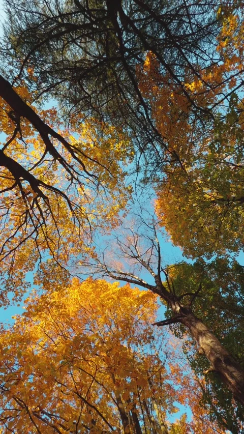Seamless loop rotating autumn trees with vibrant yellow and orange leaves a.. Stock Footage 319920286