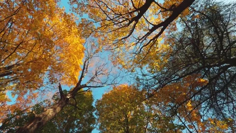 Seamless loop rotating autumn trees with vibrant yellow and orange leaves a.. Stock Footage 319920555