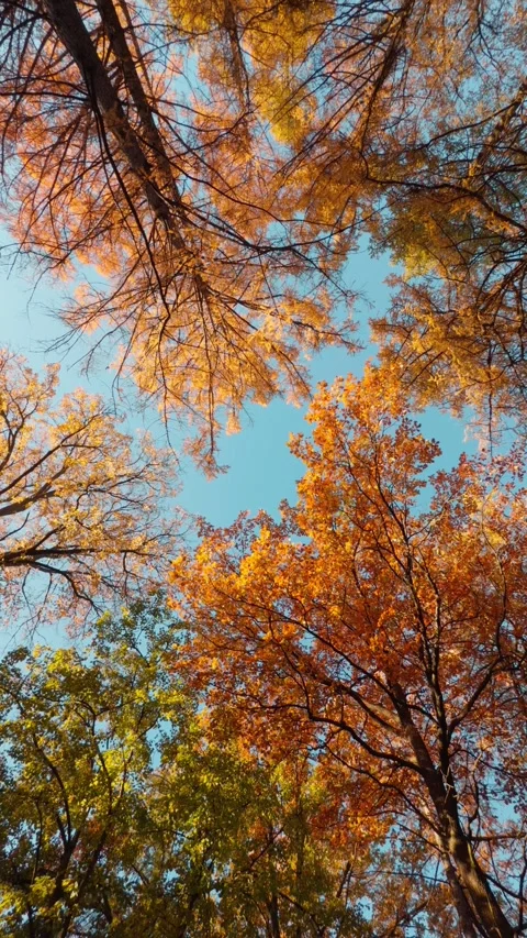 Seamless loop rotating autumn trees from below, showcasing vibrant orange a.. Stock Footage 319921582