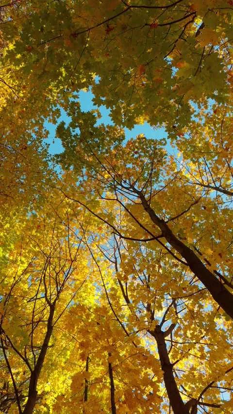 Seamless loop rotating autumn trees with vibrant yellow leaves against a cl.. Stock Footage 319947330