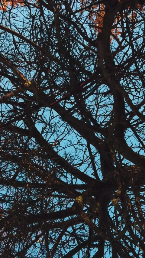 Seamless loop rotating bare tree branches against a clear blue sky Stock Footage 319922015