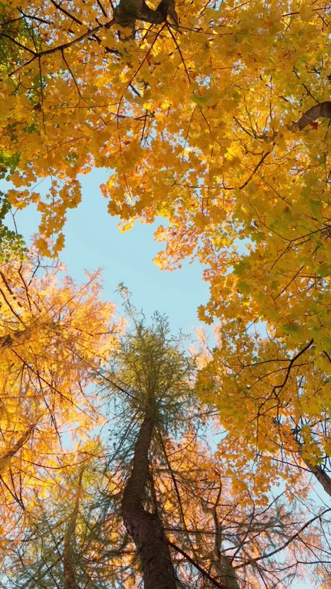 Seamless loop rotating looking up at autumn trees with vibrant yellow and o.. Stock Footage 319921407