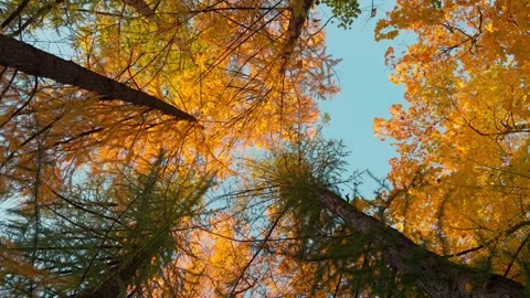 Seamless loop rotating looking up at trees with vibrant autumn foliage agai.. Stock Footage 319921844
