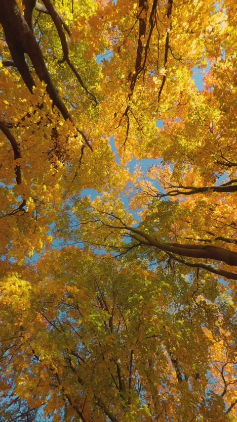 Seamless loop rotating looking up at vibrant autumn trees with golden leave.. Stock Footage 319922140