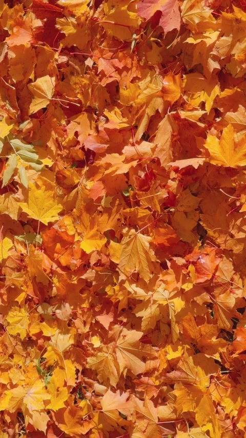 Seamless loop rotating vibrant carpet of autumn leaves in shades of orange,.. Stock Footage 319920597