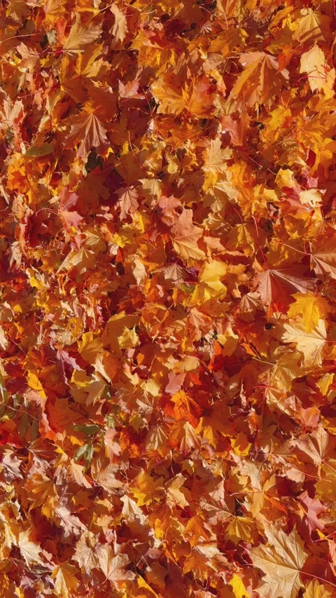 Seamless loop rotating vibrant carpet of autumn leaves in shades of orange .. Stock Footage 319923107