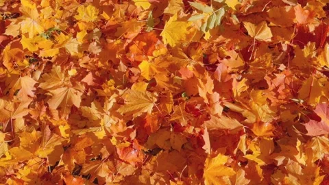 Seamless loop rotating vibrant carpet of autumn leaves in shades of orange,.. Stock Footage 319946953