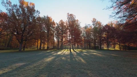 Seamless loop serene autumn landscape featuring trees with vibrant orange a.. Stock Footage 319906046