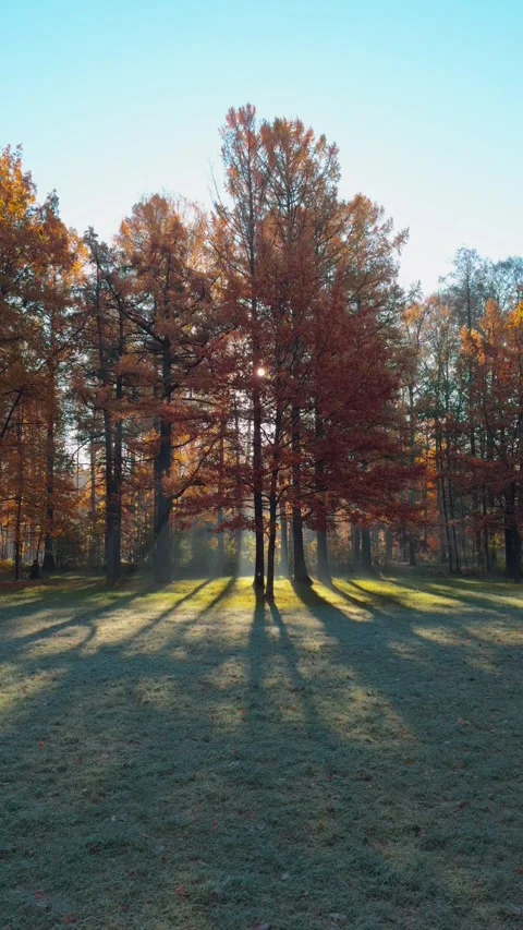 Seamless loop serene autumn landscape featuring tall trees with orange and .. Stock Footage 319915674