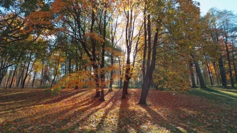 Seamless loop serene autumn landscape with colorful trees shedding leaves, .. Stock Footage 319916750