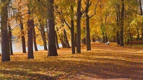 Seamless loop serene autumn park scene with golden leaves, tall trees, and .. Stock Footage 319913069