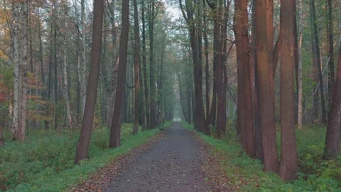 Seamless loop serene forest path surrounded by tall trees, with a soft mist.. Stock Footage 319916668