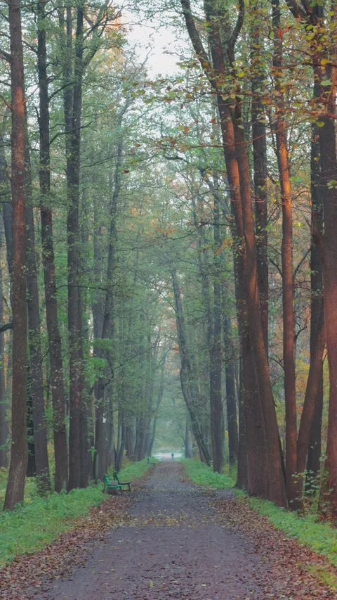 Seamless loop serene forest path lined with tall trees, showcasing autumn f.. Stock Footage 319922822