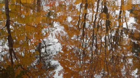Seamless loop serene reflection of autumn trees in a calm water surface, sh.. Stock Footage 319435417
