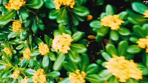 Seamless loop shot passing green foliage with flowers Vídeo Stock 251251194