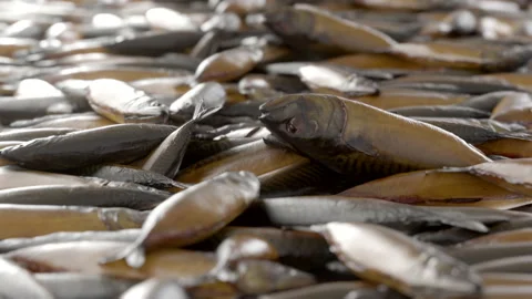Seamless Loop of smoked fish. Smooth camera with bokeh. Stock Footage 239019254