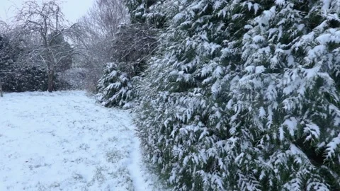 Seamless loop of Snow in front of evergreen trees in winter.  Background Stock Footage 225495487